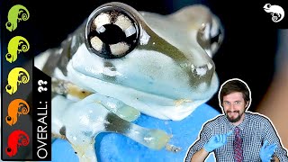 Amazon Milk Frog The Best Pet Amphibian [upl. by Chesney]