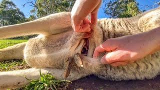 Go Inside a Kangaroo Pouch  Baby Kangaroo 🦘 [upl. by Eugatnom]