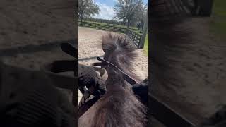 my thumbs are irking me so bad equestrianshow horseenthusiast equestrian horsecommunity horse [upl. by Leifer204]