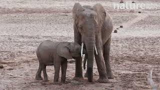 Elephant Loxodonta africana mother and calf drinking and playing at waterhole Kenya [upl. by Aicrag]