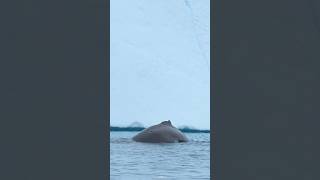 Exploring Ilulissat Icefjord in Greenland [upl. by Eelram]