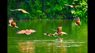 Brahminy Kite 栗鳶 [upl. by Shetrit]