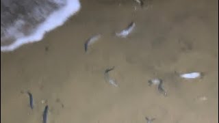 Grunion run California [upl. by Avuha779]