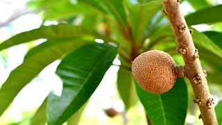 Cultivo de Mamey en HuertasMagaña [upl. by Naejarual]