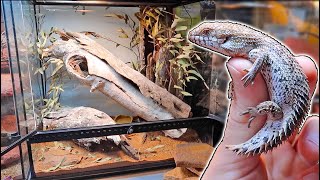 Spiny Tailed Skink UPDATE  Egernia depressa [upl. by Eile111]