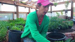 How to Start Comfrey From Root Cuttings [upl. by Eckblad821]