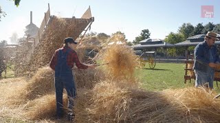 How Farmers Harvested and Threshed Wheat in the 1880s [upl. by Amedeo]