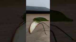 Katydid eating apple 2 [upl. by Colbye280]