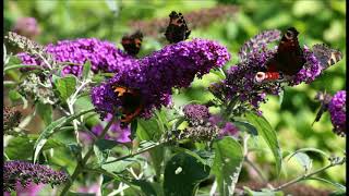 Buddleia davidii [upl. by Colman]