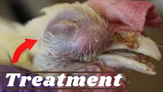 Best Treatment of Coryza in Dasi Procedure [upl. by Yajeet]