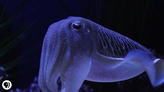 Cuttlefish Disco Camouflage Chameleons of the Sea [upl. by Nye]