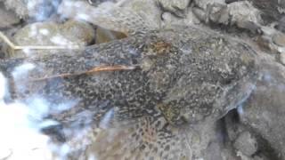 GŁOWACZ PRĘGOPŁETWY Cottus poecilopus 22072015r Beskid Mały [upl. by Crispin]