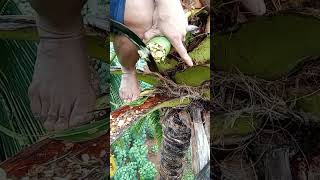 COCONUT WINE MAKING PROCESS13 coconuttoddy amazingskills tuak [upl. by Audrey475]