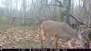 Maurepas Swamp WMA Trail Cam Videos [upl. by Atelahs]