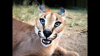 How To Feed A Lynx Especially An Aggressive Hissing One  Watch and Learn  Meet Lucius [upl. by Nylyaj737]