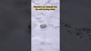 Hamsters are released into the wild during winter hamsters [upl. by Kciredohr]