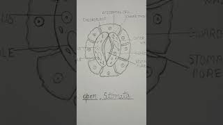 Structure of stomata stomataopen stomata stomatal opening stoma [upl. by Ahsiloc163]