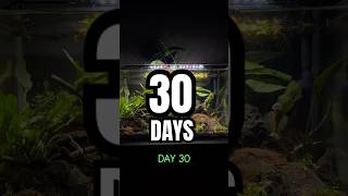 The first 30 days of a new aquascape aquarium aquascape [upl. by Truman]