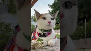 Jabeli baby Winnie Poo catvideos viralshorts catlife catlover subscribemychannel [upl. by Hannah521]