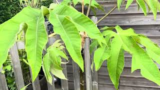 Tetrapanax Papyrifera Varieties Architectural Leaves  Tropical Garden UK [upl. by Ethyl]