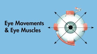 Cardinal Positions of Gaze  Eye Movements and Eye Muscles  Cranial Nerves  MEDZCOOL [upl. by Arag]