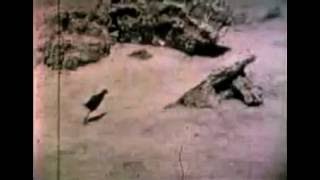 RARE FOOTAGE of the EXTINCT Laysan Rail Bird  Only Footage Ever Recorded 1923 [upl. by Tisdale732]