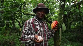 Boost Your Cocoa Farm production by planting yams between and among your cocoa trees [upl. by Debee965]