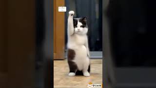 Funny animals video 🤣😂 CUTE animals dance video 😍 The Dramatic cats dogs dance 😂🤣😻🐶shortsfeed [upl. by Jard]