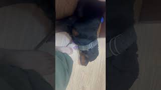 Rottweiler Bubzee Ne Chappal Chura Li shorts dogs rottweiler youtubeshorts namitaology trend [upl. by Naehs]