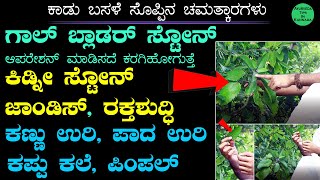 ಕಾಡು ಬಸಳೆ ಸಸ್ಯದಿಂದ ಕಿಡ್ನಿ ಕಲ್ಲು ಹೊರಗೆ  Kadu Basale Soppu uses in Kannada  ಆರೋಗ್ಯಕ್ಕೆ ಬಸಳೆ ಸೊಪ್ಪು [upl. by Dyolf]