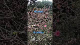 azaleia azalea natureza flowers [upl. by Blaire65]