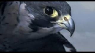 Peregrine Falcon Sky Dive  Inside the Perfect Predator  BBC [upl. by Acquah529]