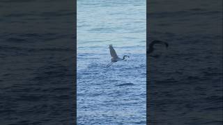 Egret catching big fish [upl. by Enirhtak956]