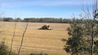 John Deere 9600 and TR 96 Harvesting Barley [upl. by Ientirb]