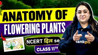 NEET 2024 Botany  Anatomy of Flowering Plants  NCERT Dil Se  By Meetu Maam [upl. by Gates]