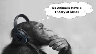 Do Animals Have a Theory of Mind [upl. by Aciraj642]