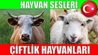 Çiftlik Hayvanları ve Hayvan Sesleri  Çocuklar ve Bebekler için Türkçe Okul Öncesi Eğitici Video [upl. by Cirred]