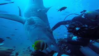 Feeding Bull Sharks  South Pacific  BBC Earth [upl. by Nylzaj]