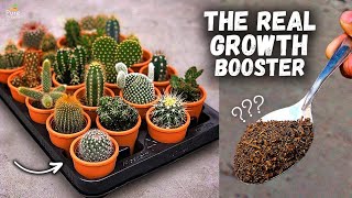 How to Make Fertilizer For Cacti amp Succulents at Home EASY INGREDIENTS [upl. by Aneger699]