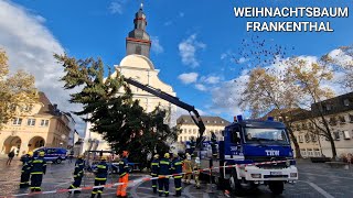 Weihnachtsbaum in Frankenthal wird aufgestellt November 2023 [upl. by Menken]