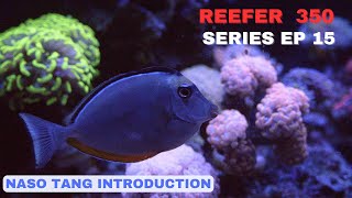 Redsea Reefer EP 15 Naso Tang Introduction and Acro STN [upl. by Fosdick]