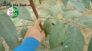 What is the difference between leaf and leaflet by Simply The Best BIO [upl. by Enaenaj141]