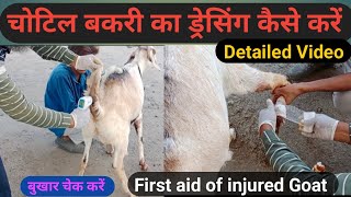 चोटिल बकरी का ड्रेसिंग बकरा फार्म पर First aid of injured goat MalwagoatfarmDatoda [upl. by Ahsenav]