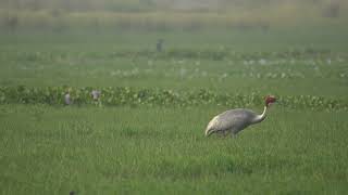 Sarus cranes and chick look for food in tall grass [upl. by Karlin]