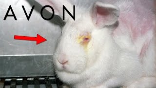 Los SECRETOS OCULTOS De AVON  ¿Realmente Usan Conejos [upl. by Jacqui6]