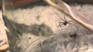 Cellar spider vs Harvester ant [upl. by Neryt]