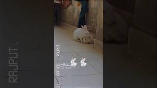 Rabbits breeding time 🐰viralvideo rabber rebbit rabbits breeding [upl. by Leunamnauj746]