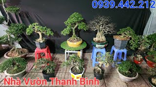 Bonsai Mini Đẹp Giao Lưu Bình 0939442212 Sam Trái Trà Phúc Kiến Chiếu Thủy Linh Sam Me Chua [upl. by Lazes]