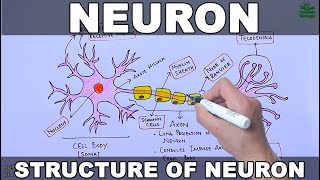 Neuron  Nerve Cell [upl. by Michaeline]