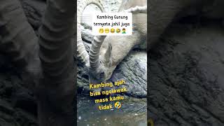 Kambing gunung super lucu kambingetawa kambingetawakontes goat kambingperanakanetawa [upl. by Amitarp]